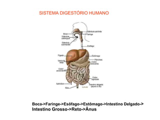 SISTEMA DIGESTÓRIO HUMANO




Boca->Faringe->Esôfago->Estômago->Intestino Delgado->
Intestino Grosso->Reto->Ânus
 
