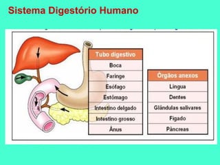Sistema Digestório Humano
 