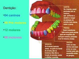 Dentição:

•04 caninos

•08 Pré molares

•12 molares

•08 incisivos
 