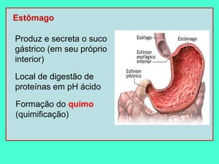 Estômago

Produz e secreta o suco
gástrico (em seu próprio
interior)

Local de digestão de
proteínas em pH ácido

Formação do quimo
(quimificação)
 