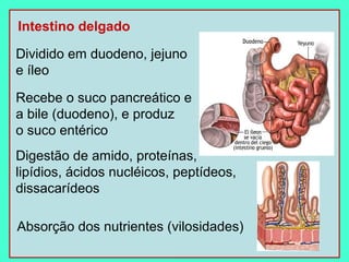 Intestino delgado

Dividido em duodeno, jejuno
e íleo

Recebe o suco pancreático e
a bile (duodeno), e produz
o suco entérico
Digestão de amido, proteínas,
lipídios, ácidos nucléicos, peptídeos,
dissacarídeos

Absorção dos nutrientes (vilosidades)
 