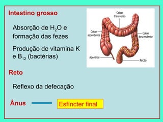 Intestino grosso

 Absorção de H2O e
 formação das fezes
 Produção de vitamina K
 e B12 (bactérias)

Reto

 Reflexo da defecação

Ânus               Esfíncter final
 