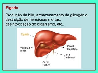Fígado
Produção da bile, armazenamento de glicogênio,
destruição de hemáceas mortas,
desintoxicação do organismo, etc..
 