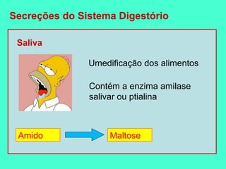 Secreções do Sistema Digestório

 Saliva

               Umedificação dos alimentos

               Contém a enzima amilase
               salivar ou ptialina



 Amido              Maltose
 