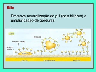 Bile

  Promove neutralização do pH (sais biliares) e
  emulsificação de gorduras
 