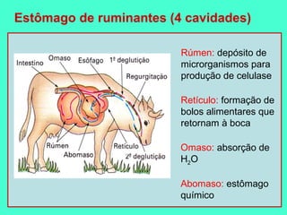 Estômago de ruminantes (4 cavidades)

                         Rúmen: depósito de
                         microrganismos para
                         produção de celulase

                         Retículo: formação de
                         bolos alimentares que
                         retornam à boca

                         Omaso: absorção de
                         H2O

                         Abomaso: estômago
                         químico
 