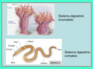Sistema digestório
incompleto




    Sistema digestório
    completo
 