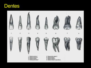 Dentes