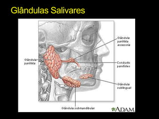 Glândulas Salivares