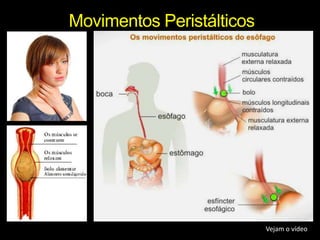 Movimentos PeristálticosVejam o vídeo