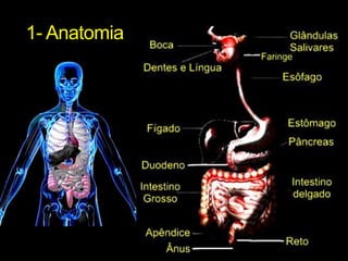1- Anatomia