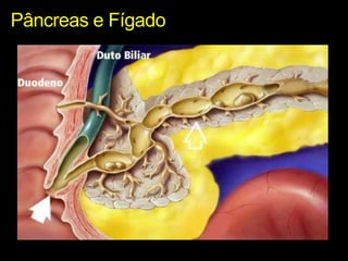 Pâncreas e Fígado