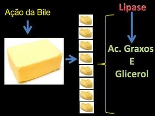 LipaseAção da BileAc. Graxos EGlicerol
