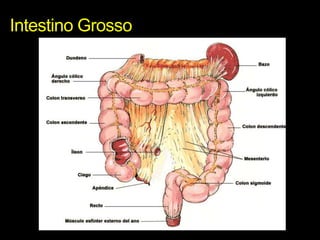 Intestino Grosso