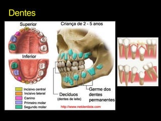 Dentes