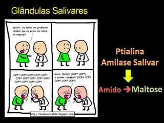 Glândulas SalivaresPtialinaAmilase SalivarMaltoseAmido 