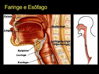Faringe e Esôfago