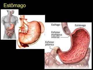 Estômago