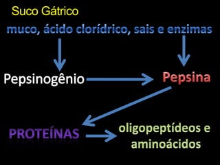 Suco Gátricomuco, ácido clorídrico, sais e enzimasPepsinaPepsinogêniooligopeptídeos e aminoácidosProteínas