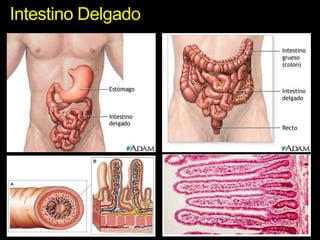 Intestino Delgado
