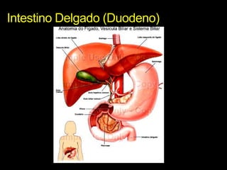 Intestino Delgado (Duodeno)