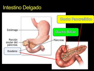 Intestino DelgadoDucto PancreáticoDucto Biliar