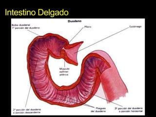 Intestino Delgado
