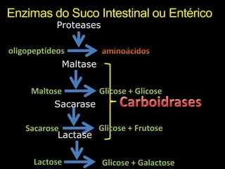 Enzimas do Suco Intestinal ou EntéricoProteasesoligopeptídeos aminoácidosMaltase Maltose Glicose + GlicoseCarboidrasesSacarase Glicose + FrutoseSacaroseLactaseLactose Glicose + Galactose