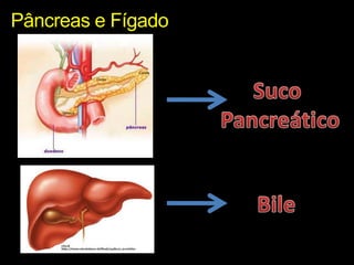 Pâncreas e FígadoSuco PancreáticoBile