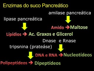 Enzimas do suco Pancreático amilase pancreática lipase pancreática MaltoseAmido Ac. Graxos e GlicerolLípídios Dnase  e Rnasetripsnina (prateáse) NucleotídeosDNA e RNA Polipeptídeos Dipeptídeos