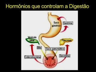Hormônios que controlam a Digestão