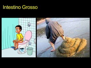 Intestino Grosso
