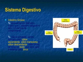 Sistema Digestivo Intestino Grosso    apresenta um diâmetro maior que o intestino delgado e tem 1,5 metros de comprimento.    não é enrolado, sendo formado pelo  cólon ascendente ,  cólon transverso  e  cólon descendente . Este último termina no  recto  que abre para   o exterior pelo  ânus . 