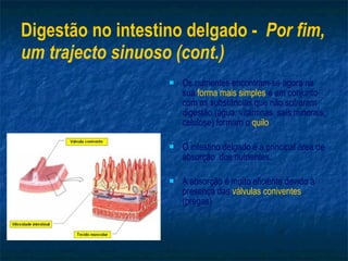 Digestão no intestino delgado -  Por fim, um trajecto sinuoso (cont.) Os nutrientes encontram-se agora na sua  forma mais simples  e em conjunto com as substâncias que não sofreram digestão (água, vitaminas, sais minerais, celulose) formam o  quilo . O intestino delgado é a principal área de absorção  dos nutrientes. A absorção é muito eficiente devido à presença das  válvulas coniventes  (pregas) 