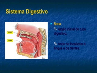 Sistema Digestivo Boca    órgão inicial do tubo  digestivo;    onde se localizam a língua e os dentes. 
