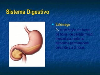 Sistema Digestivo Estômago    é um órgão em forma de bolsa, de parede muito musculosa, onde os alimentos permanecem cerca de 2 a 3 horas. 