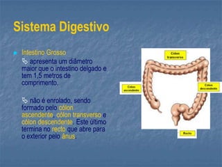 Sistema Digestivo
 Intestino Grosso
 apresenta um diâmetro
maior que o intestino delgado e
tem 1,5 metros de
comprimento.
 não é enrolado, sendo
formado pelo cólon
ascendente, cólon transverso e
cólon descendente. Este último
termina no recto que abre para
o exterior pelo ânus.
 