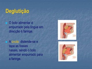 Deglutição
 O bolo alimentar é
empurrado pela língua em
direcção à faringe.
 A úvula distende-se e
tapa as fossas
nasais, sendo o bolo
alimentar empurrado para
a faringe.
 