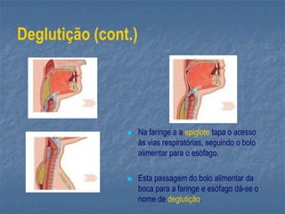 Deglutição (cont.)
 Na faringe a a epiglote tapa o acesso
às vias respiratórias, seguindo o bolo
alimentar para o esófago.
 Esta passagem do bolo alimentar da
boca para a faringe e esófago dá-se o
nome de deglutição.
 