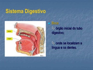 Sistema Digestivo
 Boca
 órgão inicial do tubo
digestivo;
 onde se localizam a
língua e os dentes.
 