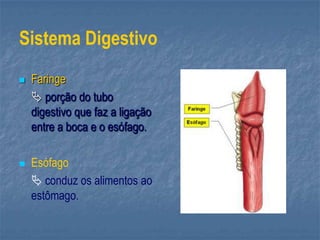 Sistema Digestivo
 Faringe
 porção do tubo
digestivo que faz a ligação
entre a boca e o esófago.
 Esófago
 conduz os alimentos ao
estômago.
 