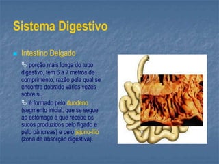 Sistema Digestivo
 Intestino Delgado
 porção mais longa do tubo
digestivo, tem 6 a 7 metros de
comprimento, razão pela qual se
encontra dobrado várias vezes
sobre si.
 é formado pelo duodeno
(segmento inicial, que se segue
ao estômago e que recebe os
sucos produzidos pelo fígado e
pelo pâncreas) e pelo jejuno-ílio
(zona de absorção digestiva).
 