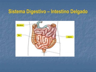 Sistema Digestivo – Intestino Delgado
 