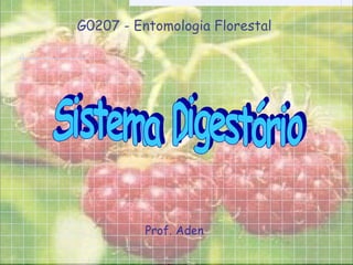 Prof. Aden G0207 - Entomologia Florestal Sistema Digestório 