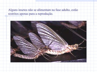 Alguns insetos não se alimentam na fase adulto, estão restritos apenas para a reprodução. 