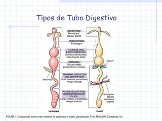 Tipos de Tubo Digestivo FIGURA 1. Comparação entre o trato intestinal de vertebrado e inseto, generalizado. From McGra-Hill Companies, Inc. 