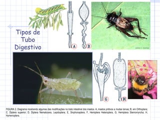 Tipos de Tubo Digestivo FIGURA 2. Diagrama mostrando algumas das modificações no trato intestinal dos insetos. A, insetos priitivos e muitas larvas; B, em Orthoptera; C, Diptera superior; D, Diptera Nematocera, Lepidoptera; E, Sinphonaptera; F, Hemiptera Heteroptera, G, Hemiptera Sternorryncha; H, Hymenoptera. 