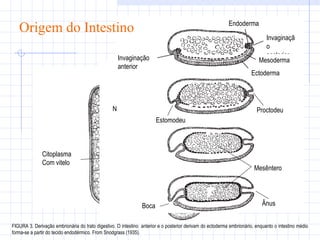 Origem do Intestino FIGURA 3. Derivação embrionária do trato digestivo. O intestino  anterior e o posterior derivam do ectoderma embrionário, enquanto o intestino médio forma-se a partir do tecido endodérmico. From Snodgrass (1935). Micrópila Córion Núcleo Periplasma Citoplasma Com vitelo Núcleo do oócito Núcleo polar Espermatozóide Invaginação anterior Endoderma Invaginação posterior Mesoderma Ectoderma Proctodeu Estomodeu Ânus Boca Mesêntero 