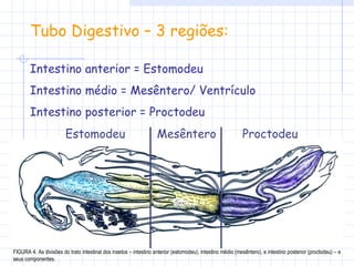 Tubo Digestivo – 3 regiões: Intestino anterior = Estomodeu Intestino médio = Mesêntero/ Ventrículo  Intestino posterior = Proctodeu FIGURA 4. As divisões do trato intestinal dos insetos – intestino anterior (estomodeu), intestino médio (mesêntero), e intestino posterior (proctodeu) – e seus componentes. Estomodeu Mesêntero Proctodeu 