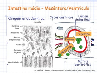 Intestino médio – Mesêntero/Ventrículo Origem endodérmica Digestão Absorção Cecos gástricos: 2-8 Aumentam a superfície de absorção, secreção de enzimas, mantêm a flora e fauna intestinais Válvula pilórica FIGURA 6. Célula colunar típica do intestino médio de inseto. From Berridge (1969). Cecos gástricos Túbulos de Malpighi Matriz peritrófica Lúmen intestinal Enzimas Digestão Absorção Membrana basal Mitocôndria Retículo endoplasmático Núcleo Complexo Golgiense Microvilosidades Luz intestinal Hemolinfa 